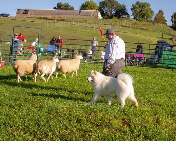 SCA2019_HERDING-0600