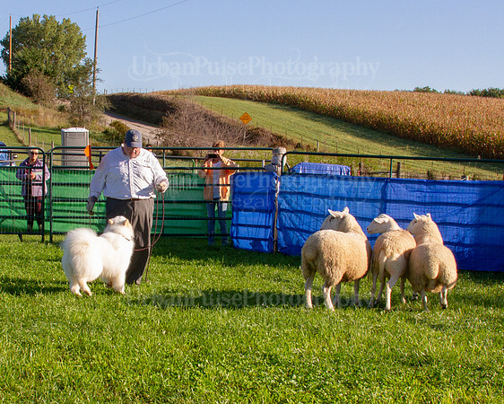 SCA2019_HERDING-0602