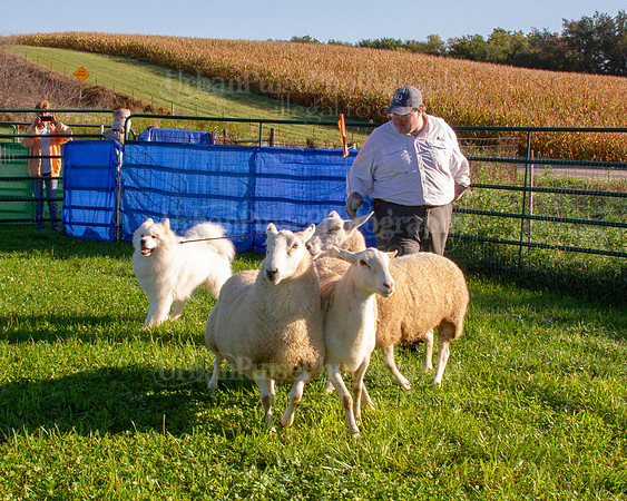 SCA2019_HERDING-0603