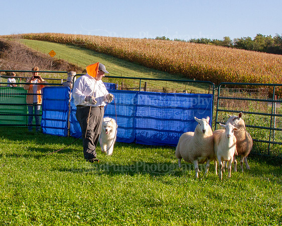 SCA2019_HERDING-0606