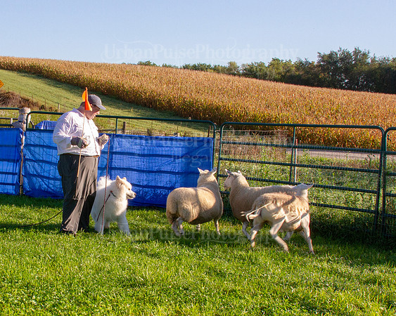 SCA2019_HERDING-0608