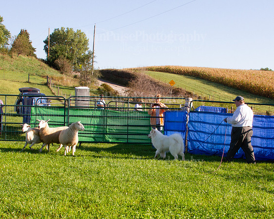 SCA2019_HERDING-0609