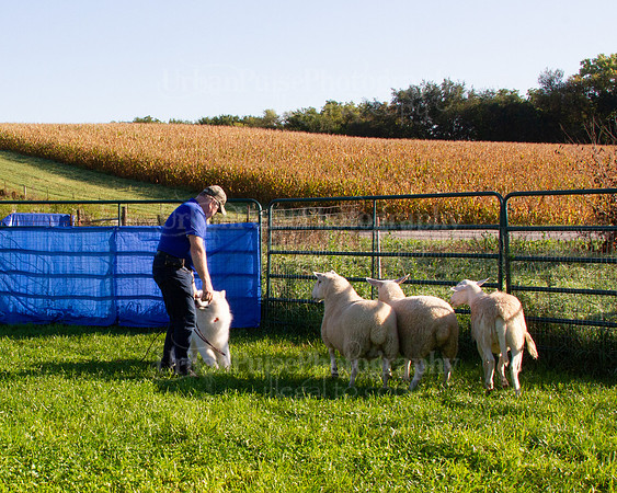 SCA2019_HERDING-0610