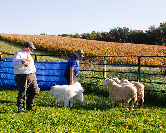 SCA2019_HERDING-0611