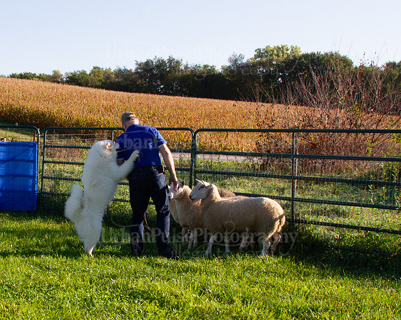 SCA2019_HERDING-0612