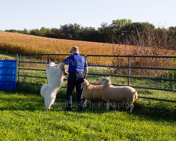 SCA2019_HERDING-0613