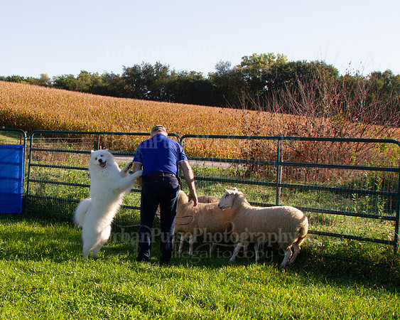 SCA2019_HERDING-0614