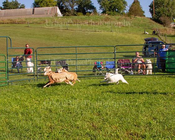 SCA2019_HERDING-0749