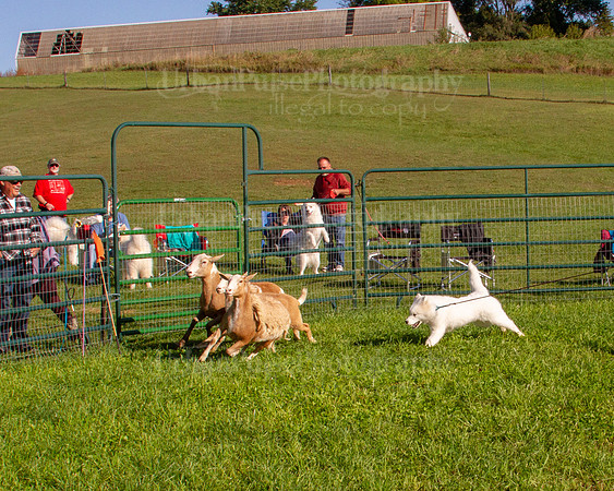 SCA2019_HERDING-0750