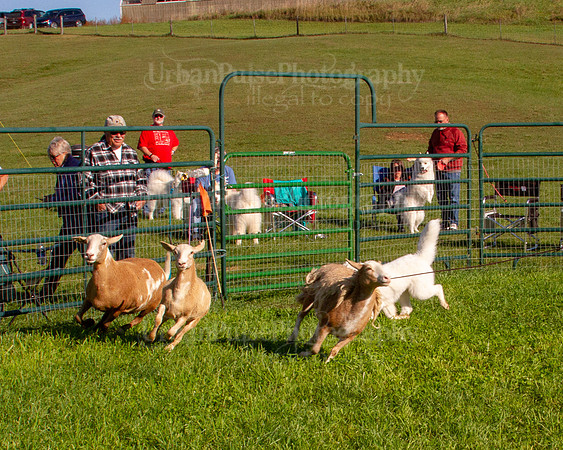 SCA2019_HERDING-0751