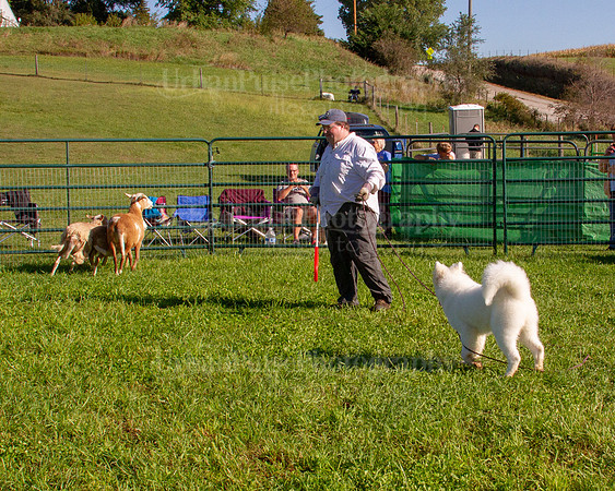 SCA2019_HERDING-0752