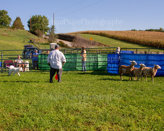 SCA2019_HERDING-0753
