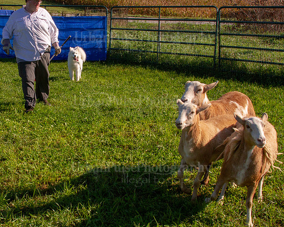 SCA2019_HERDING-0754