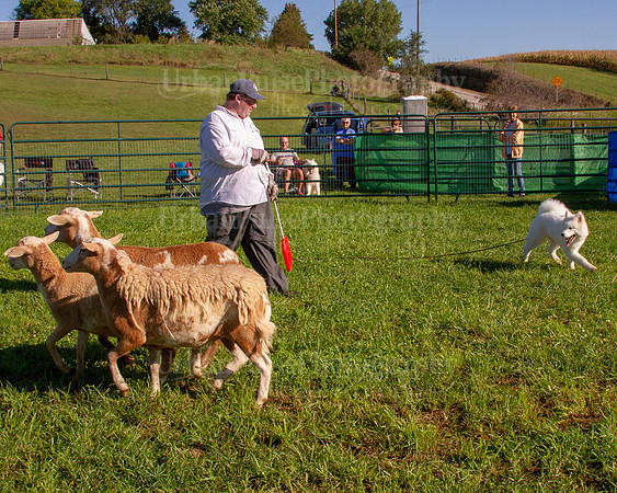 SCA2019_HERDING-0755
