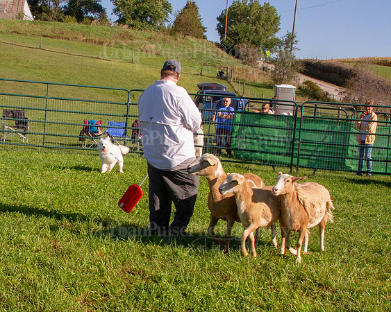 SCA2019_HERDING-0756
