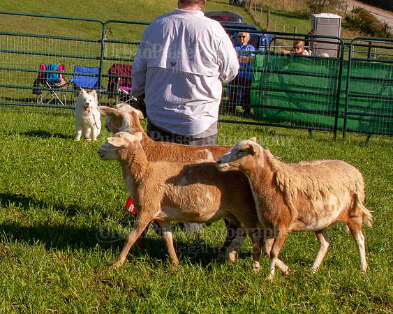 SCA2019_HERDING-0757
