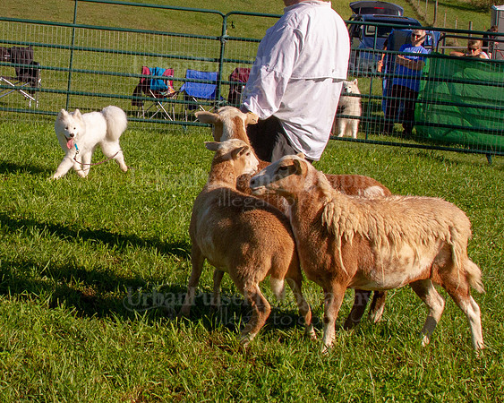 SCA2019_HERDING-0758