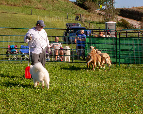SCA2019_HERDING-0759