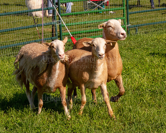 SCA2019_HERDING-0761