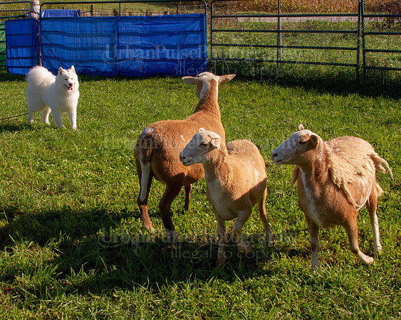 SCA2019_HERDING-0762