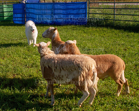 SCA2019_HERDING-0763