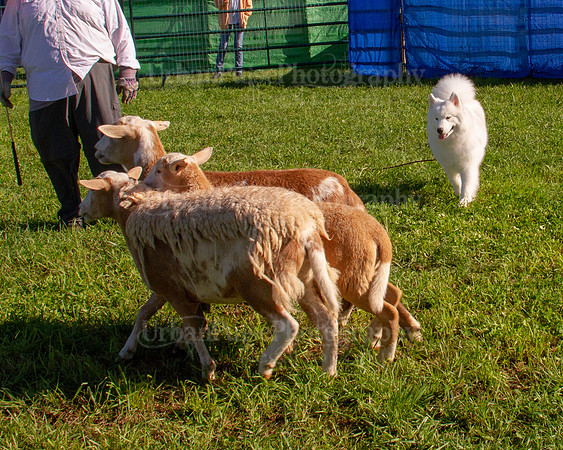 SCA2019_HERDING-0764