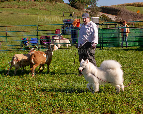 SCA2019_HERDING-0765
