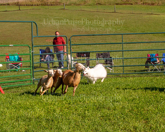 SCA2019_HERDING-0766