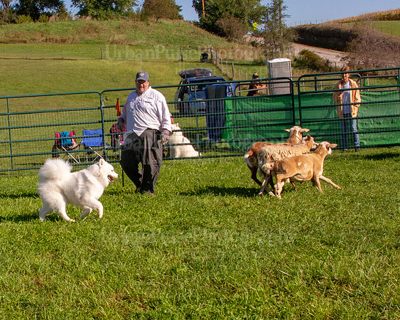 SCA2019_HERDING-0767