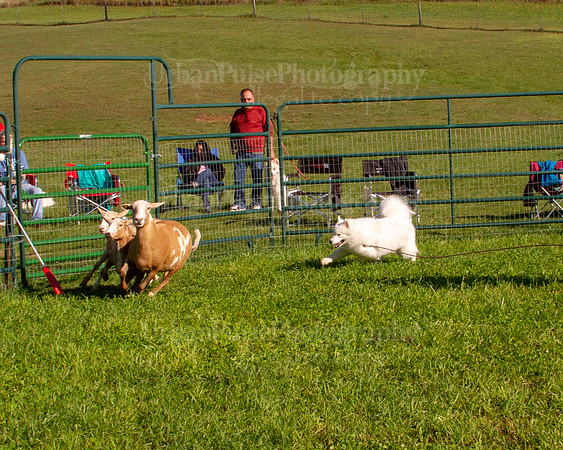 SCA2019_HERDING-0768