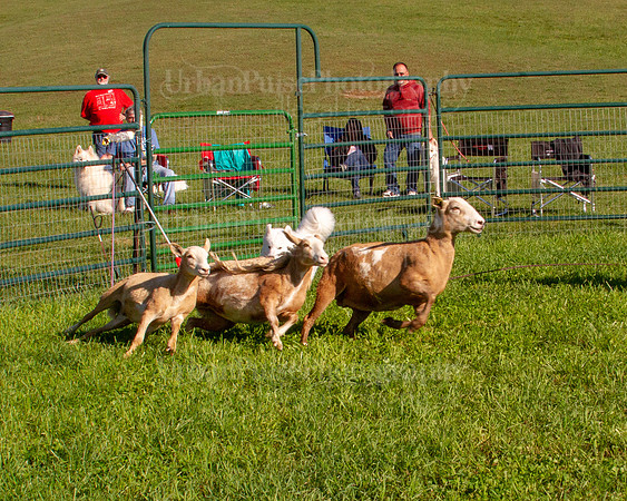 SCA2019_HERDING-0769