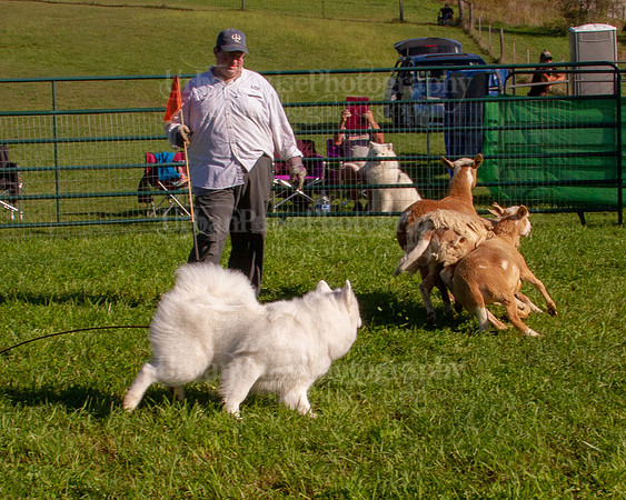 SCA2019_HERDING-0770