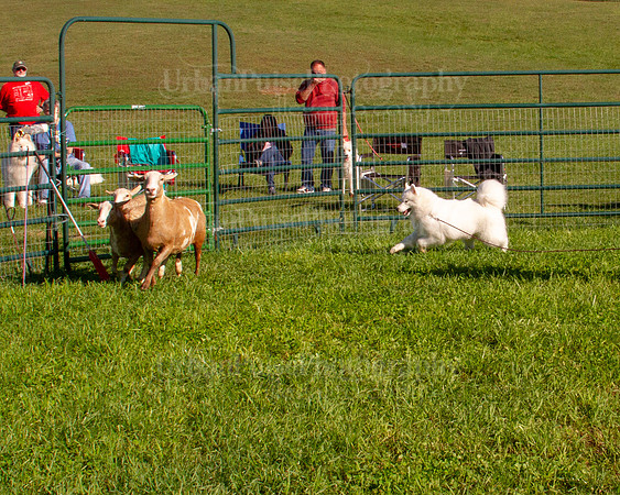 SCA2019_HERDING-0771