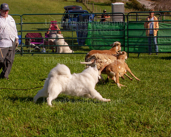 SCA2019_HERDING-0772