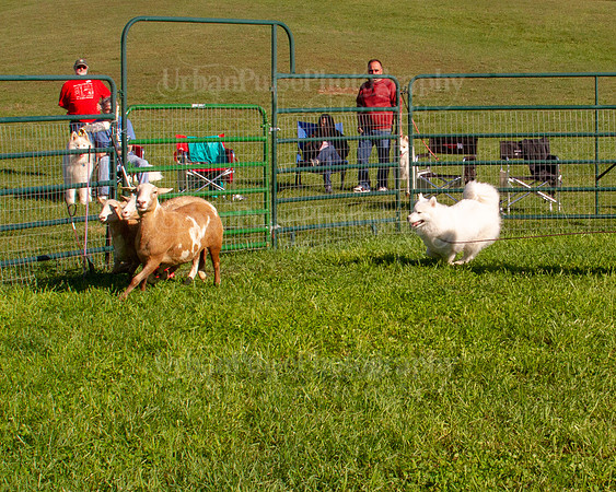 SCA2019_HERDING-0773