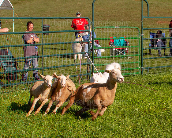 SCA2019_HERDING-0774