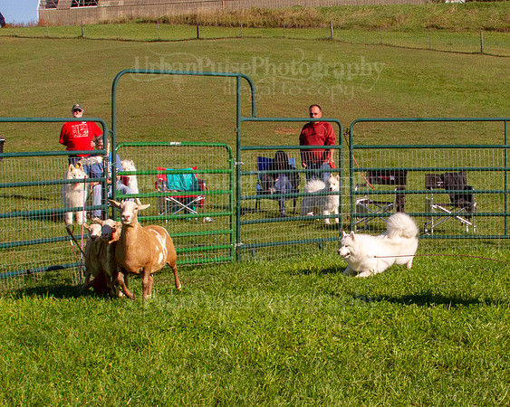 SCA2019_HERDING-0775