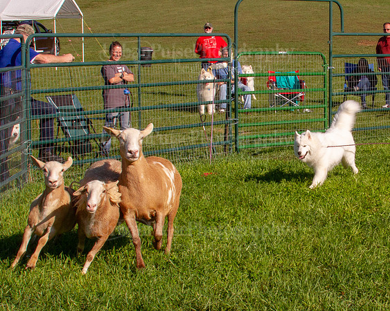 SCA2019_HERDING-0776