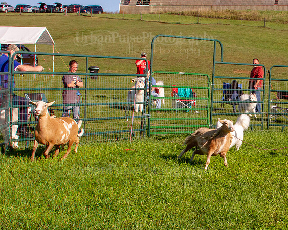 SCA2019_HERDING-0777
