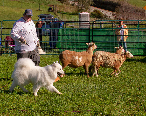 SCA2019_HERDING-0778