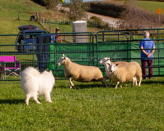 SCA2019_HERDING-0779