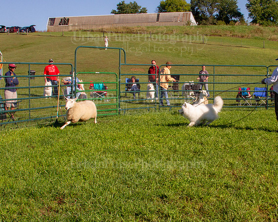 SCA2019_HERDING-0780