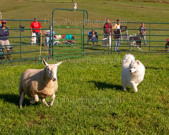SCA2019_HERDING-0781
