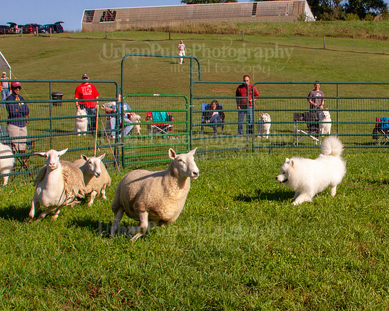 SCA2019_HERDING-0782