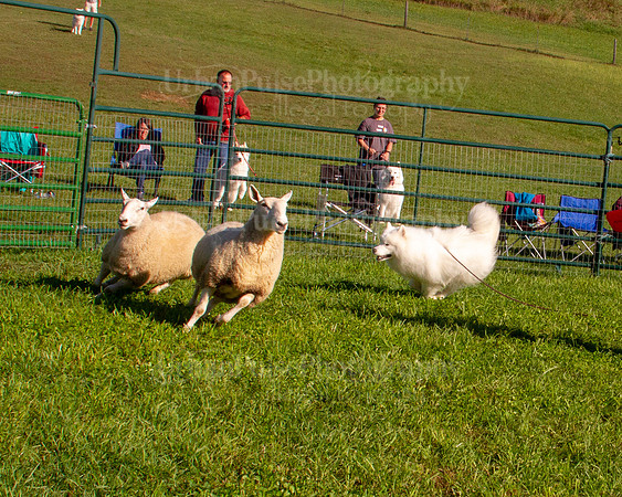 SCA2019_HERDING-0783