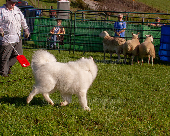 SCA2019_HERDING-0784