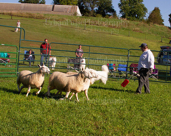 SCA2019_HERDING-0785