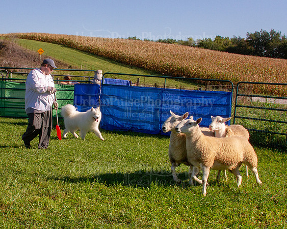 SCA2019_HERDING-0787