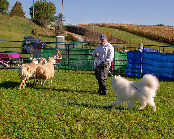 SCA2019_HERDING-0788