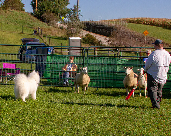 SCA2019_HERDING-0789